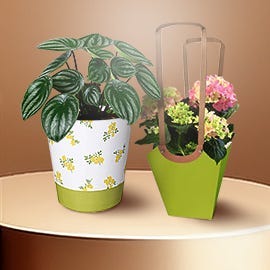 Verpackung für Floristen