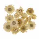 Helichrysum-Köpfe weiß Getrocknet  Ø3cm - pro 6gr