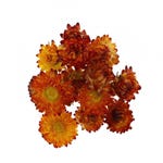 Helichrysum-Köpfe orange Getrocknet  Ø3cm - pro 6gr